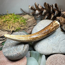 Load image into Gallery viewer, Stag Antler Kilt Pin