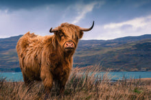 Load image into Gallery viewer, Celtic Highland Cow Brooch
