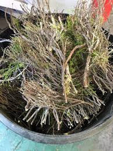 Load image into Gallery viewer, Celtic Heathergems Brooch