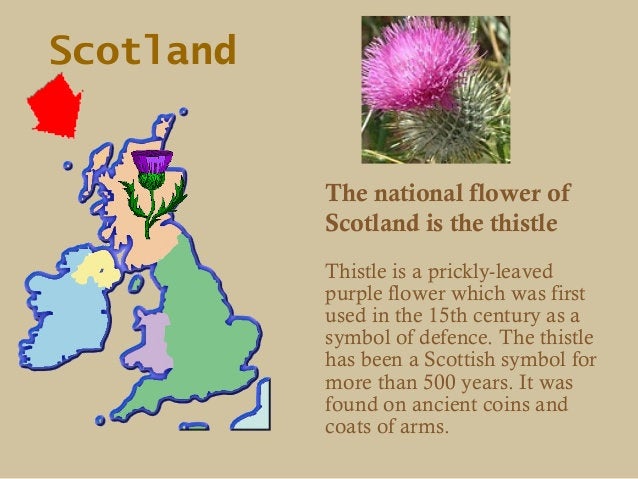 Argyll Thistle Necklace — view 9