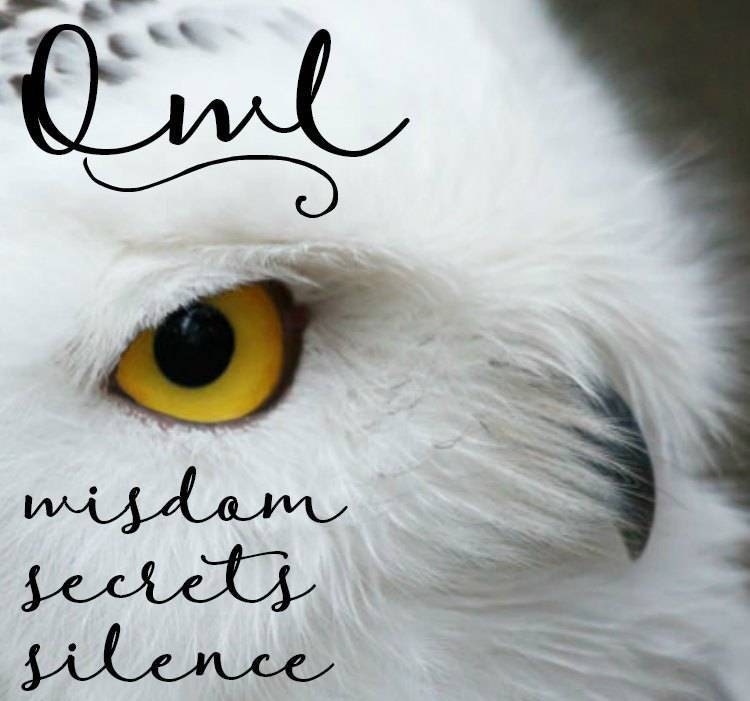 Night Sky Barn Owl Earrings — view 7