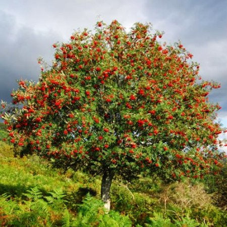 Scottish Rowan Tree of Life Brooch - Handmade in Scotland — view 12
