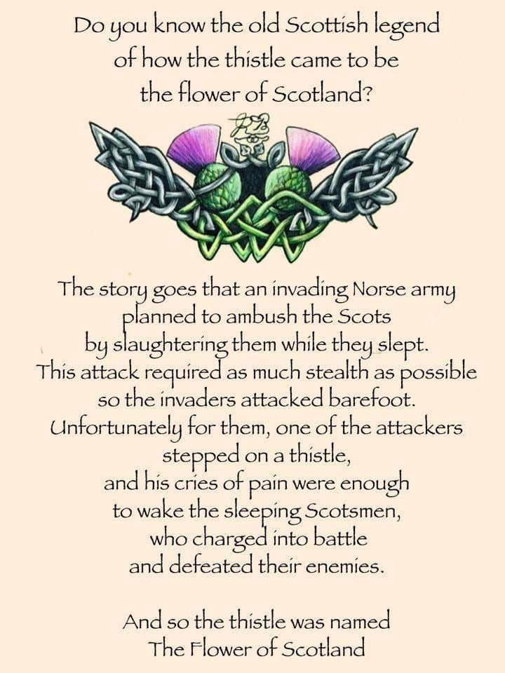 Cairn Thistle Brooch — view 10