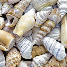 Load image into Gallery viewer, Blue Shell Bracelet, Celtic Jewelry, Bangle Bracelet, Beach Jewelry, Ocean Jewelry, Wife Gift, Girlfriend Gift, Sister Gift, Seashore Gift