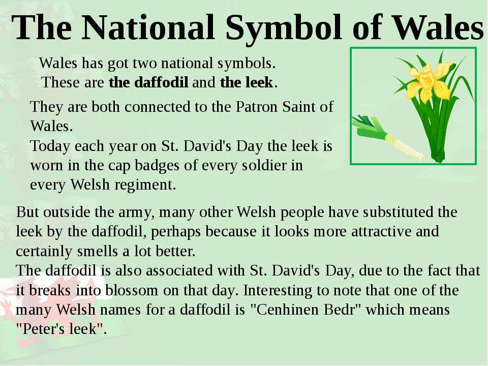 Daffodils of Wales Brooch — view 14