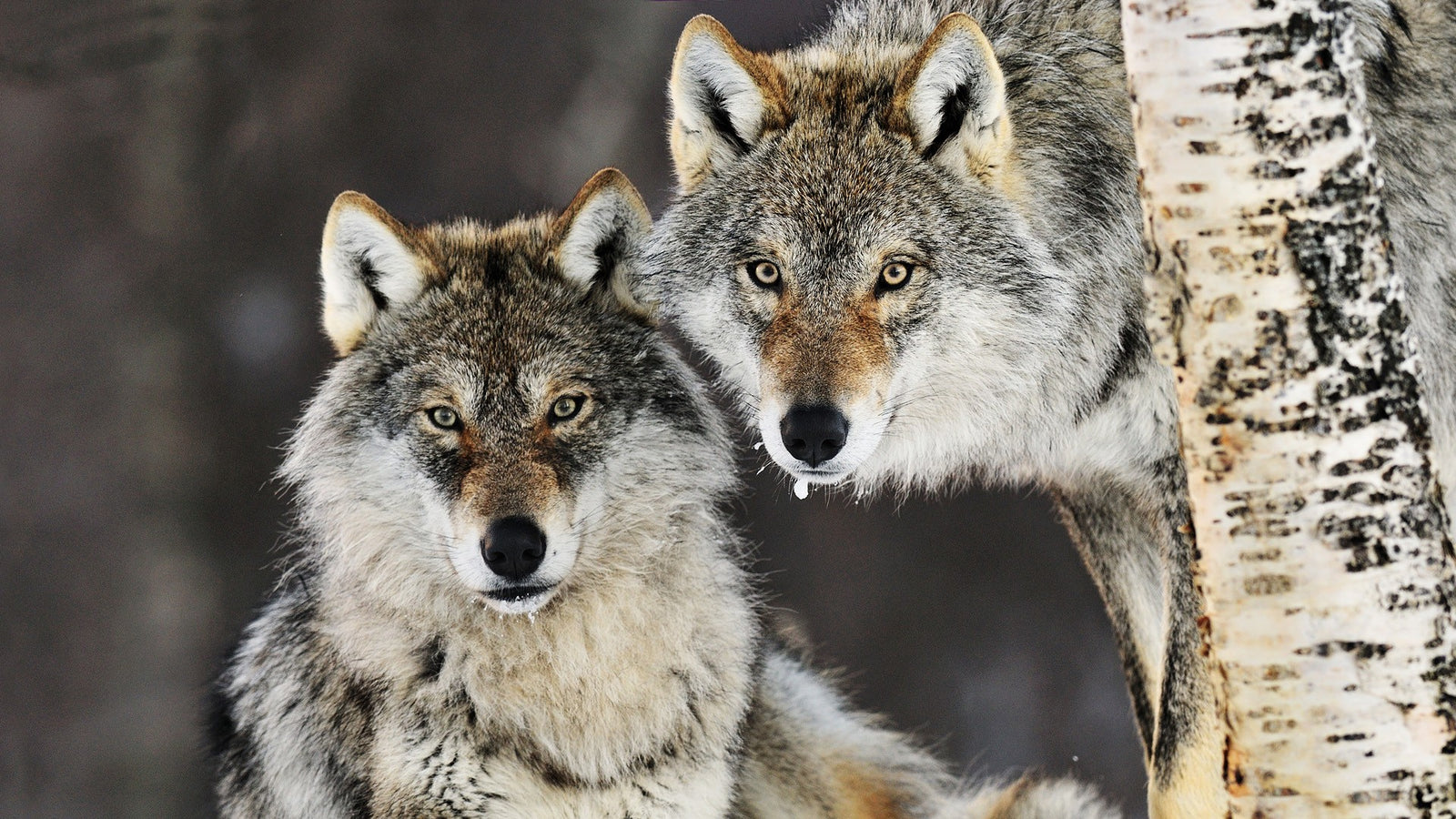 Wolves Jewelry collection image