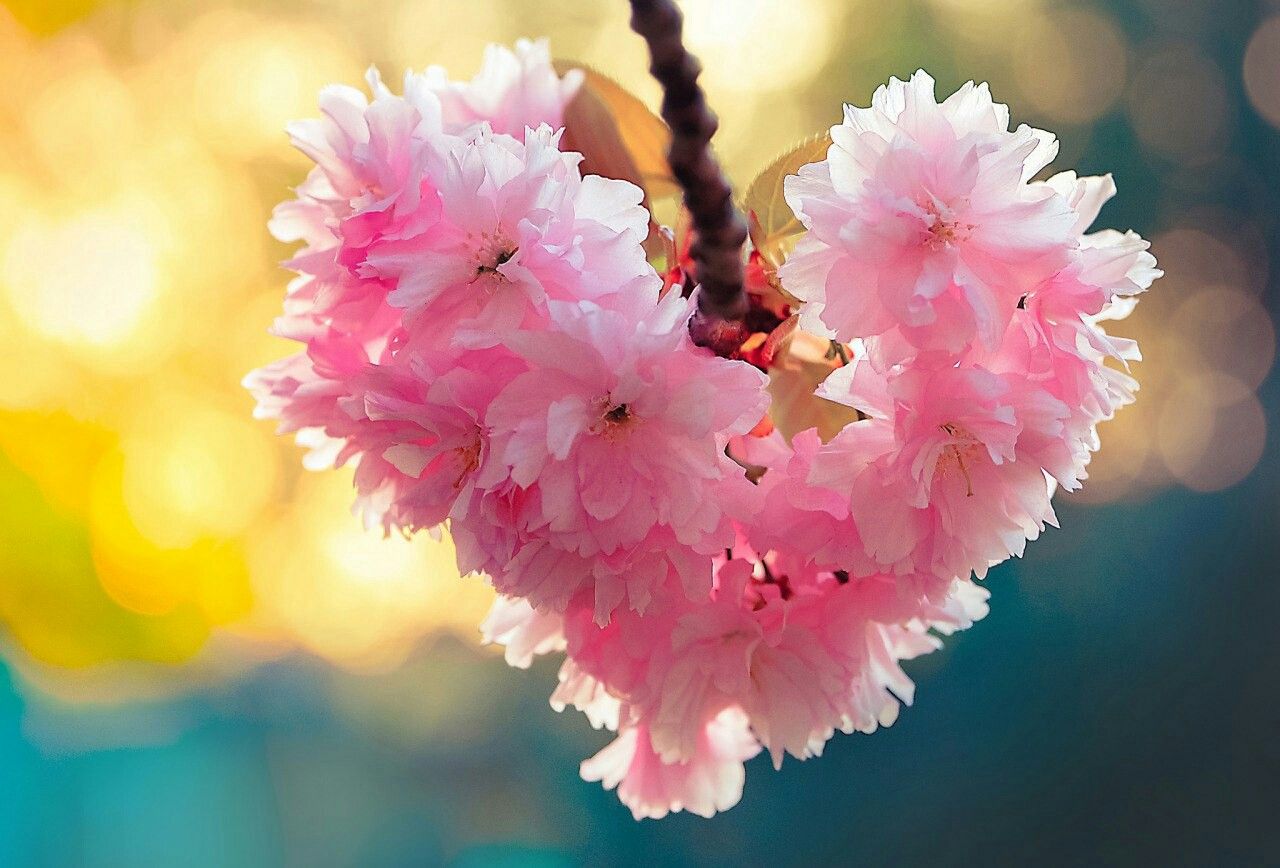 Flower Jewelry collection image