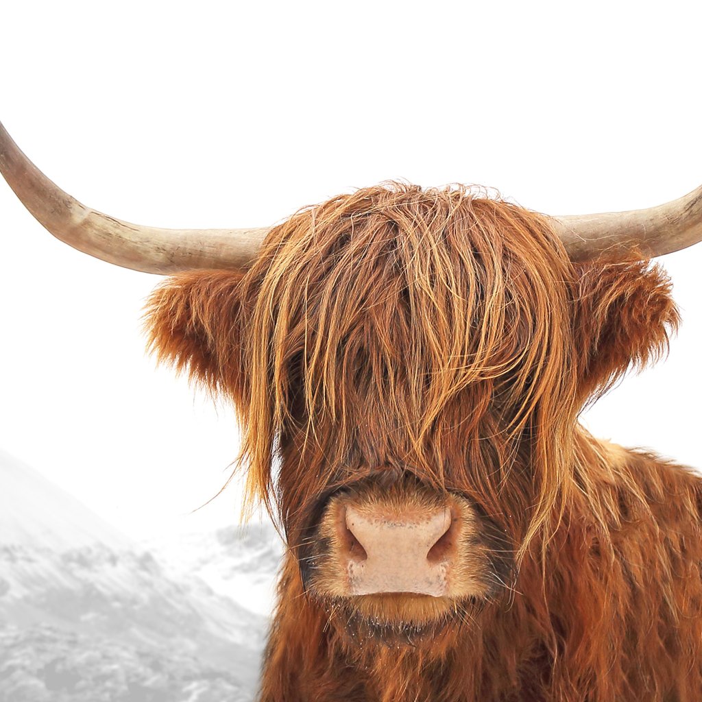 Highland Cow Jewelry collection image