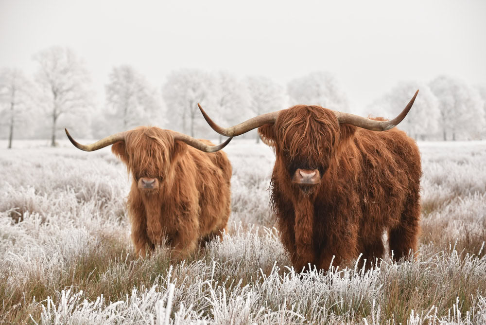 Highland Cow Earrings collection image