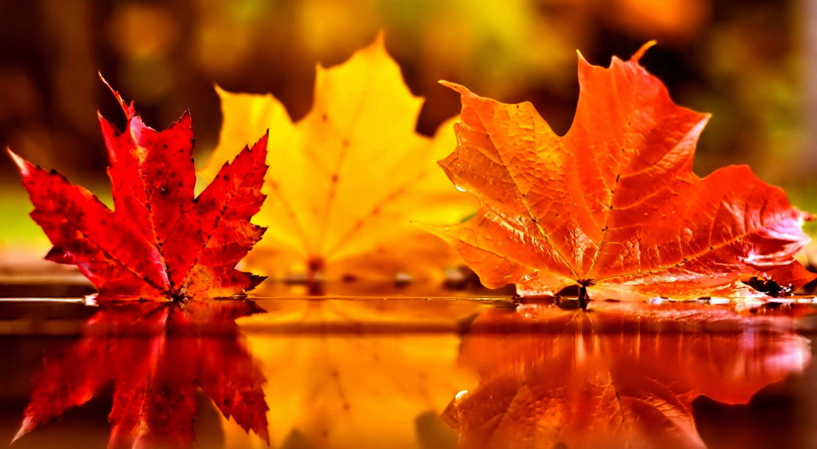 Leaves Jewelry collection image
