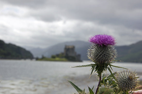 Scottish Thistle Jewelry collection image