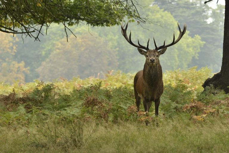 Stag Jewelry collection image