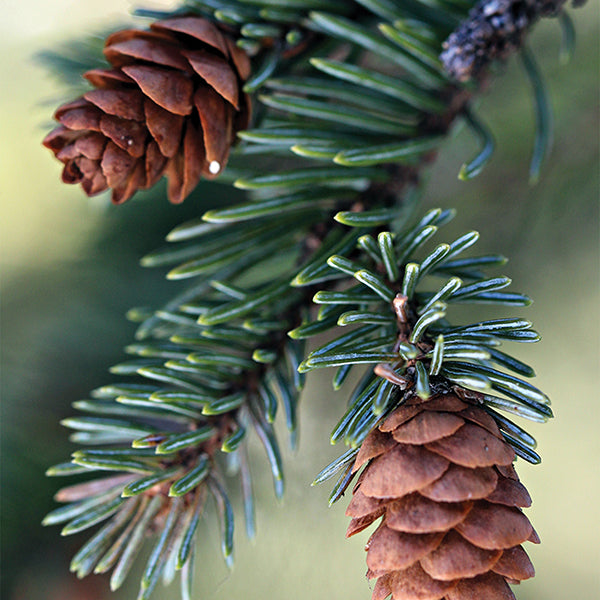 Fresh Balsam Fir Soy Wax Candle - Made in the U.S.A.