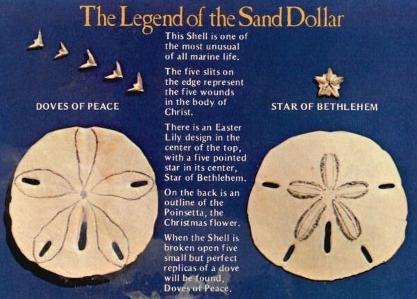 Realistic Sand Dollar Earrings