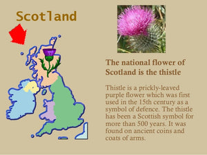 Scotland Thistle Brooch
