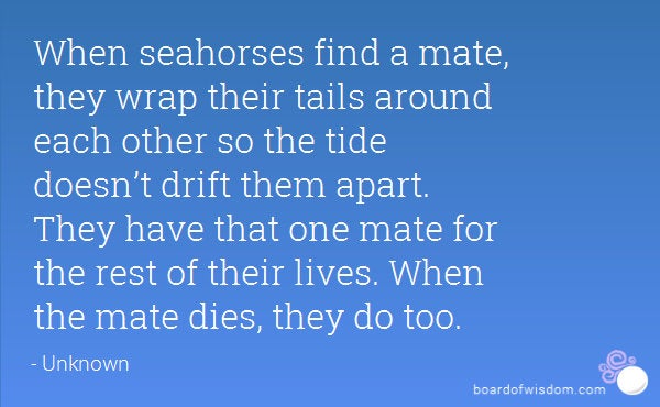 Happy Seahorse Post Earrings — view 6