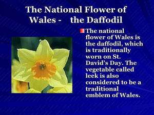 Daffodil Hair Clip, Celtic Barrette, Flower Jewelry, Welsh Jewelry, Friendship Gift, Wiccan Jewelry, Wales Jewelry, Nature Barrette